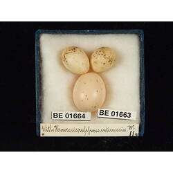 <em>Cuculus pallidus</em>