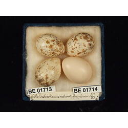 <em>Cuculus pallidus</em>
