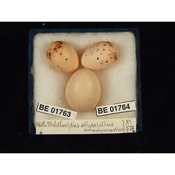 <em>Cuculus pallidus</em>