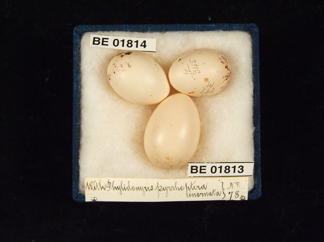 Three bird eggs with specimen labels in box.