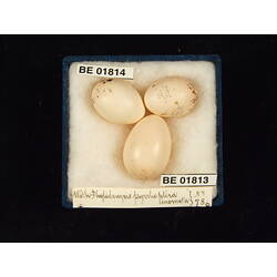 <em>Heteroscenes pallidus</em> (Latham, 1801)