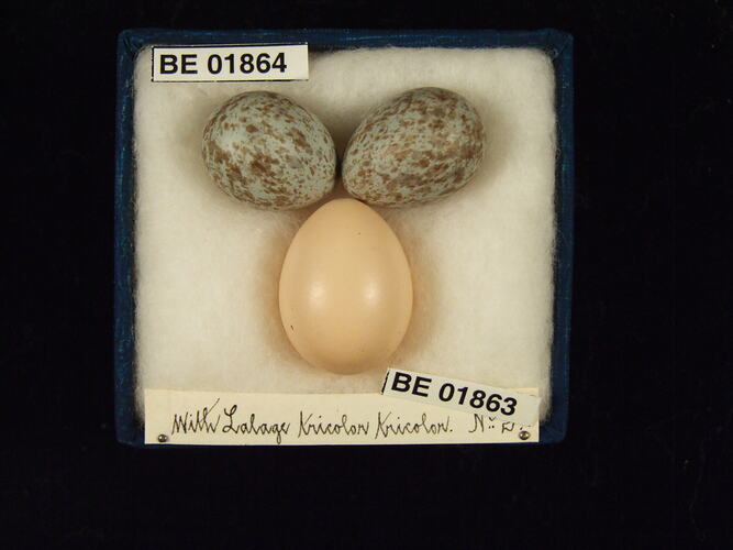 Three bird eggs with specimen labels in box.