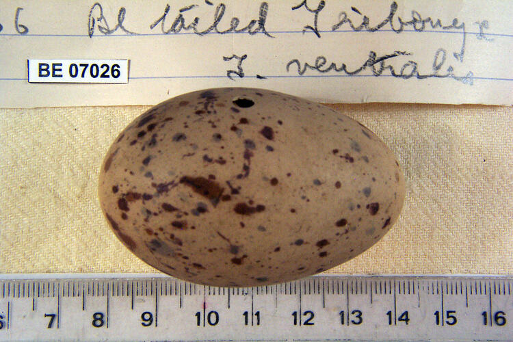 Bird egg and specimen labels beside ruler.