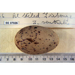 Bird egg and specimen labels beside ruler.
