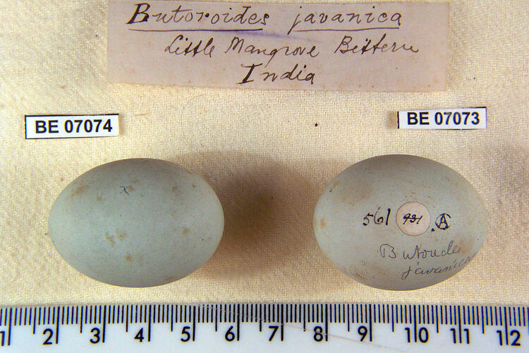 Two bird eggs and specimen labels beside ruler.