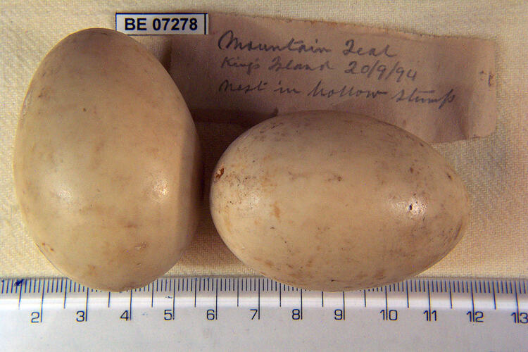 Two bird eggs and specimen labels beside ruler.