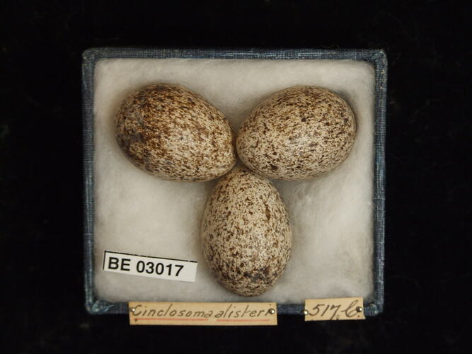 Three bird eggs in box with labels.