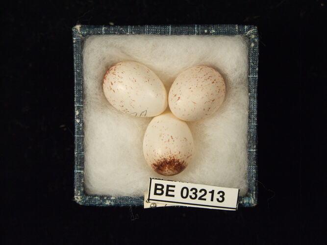 Three bird eggs in box with labels.