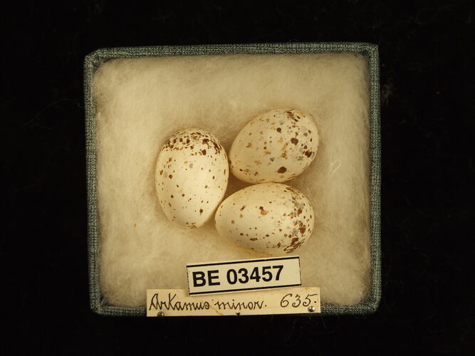 Three bird eggs in box with specimen labels.