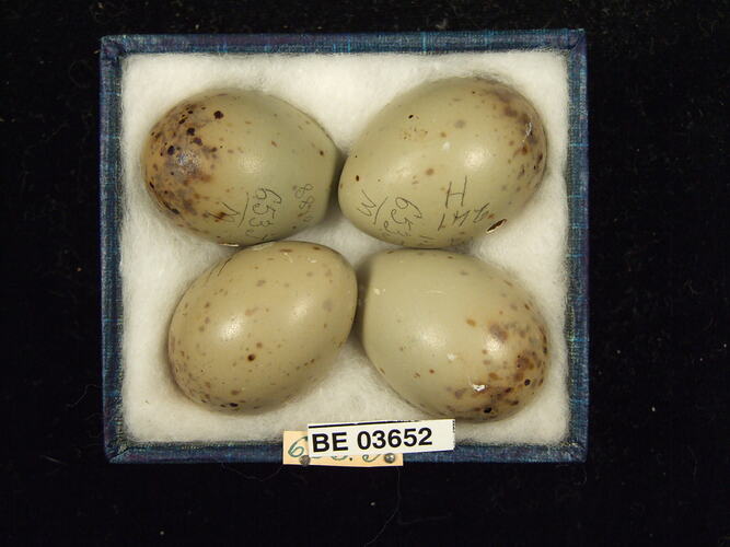 Four bird eggs in box with specimen labels.