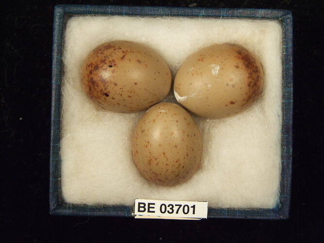 Three bird eggs in box with specimen labels.