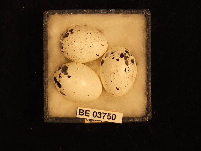 Three bird eggs in box with specimen labels.
