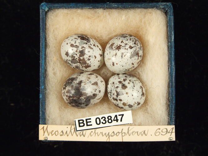 Four bird eggs in box with specimen labels.