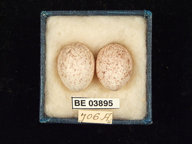 Two bird eggs in box with specimen labels.