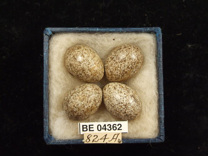 Four bird eggs in box with specimen labels.