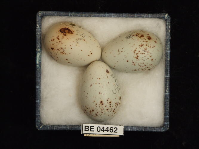 Three bird eggs with specimen labels in box.