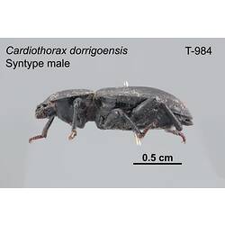 Beetle specimen, male, lateral view.