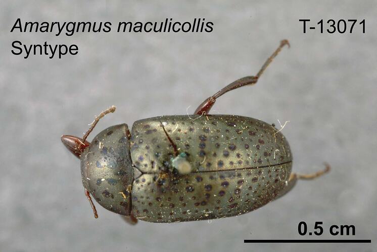 Beetle specimen, dorsal view.