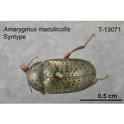 Beetle specimen, dorsal view.