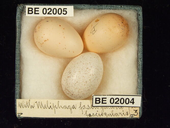 Three bird eggs with specimen labels in box.