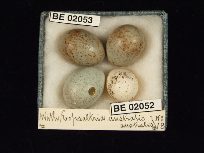 Four bird eggs with specimen labels in box.