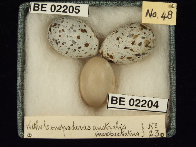 Three bird eggs with specimen labels in box.