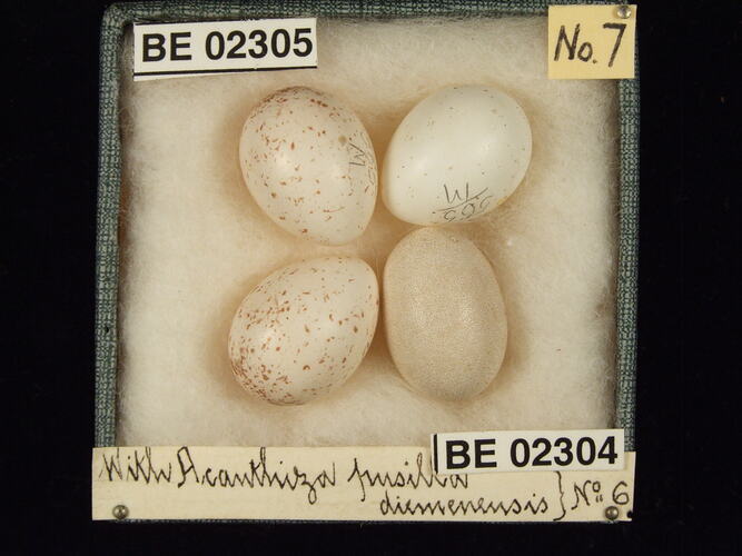 Four bird eggs with specimen labels in box.