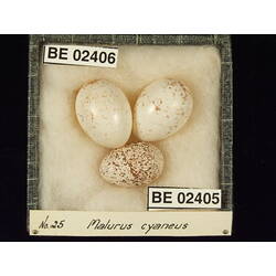 <em>Chrysococcyx basalis</em>