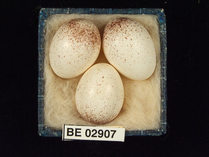 Three bird eggs with specimen label in box.
