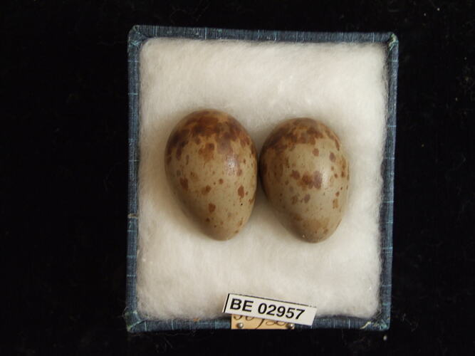 Two bird eggs with specimen label in box.