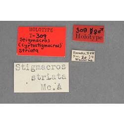 Entomology type specimen labels.