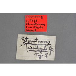 Entomology type specimen labels.