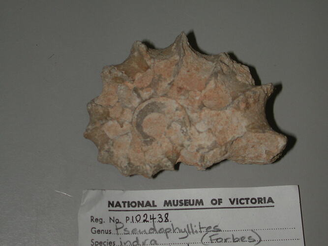 <em>Pseudophyllites indra</em>, ammonite.  Registration no. P 102438.