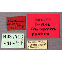 Entomology type specimen labels.