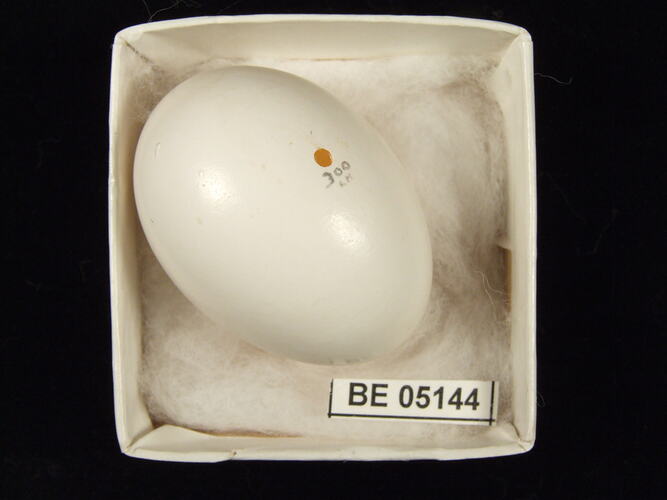 Bird egg with specimen label in box.