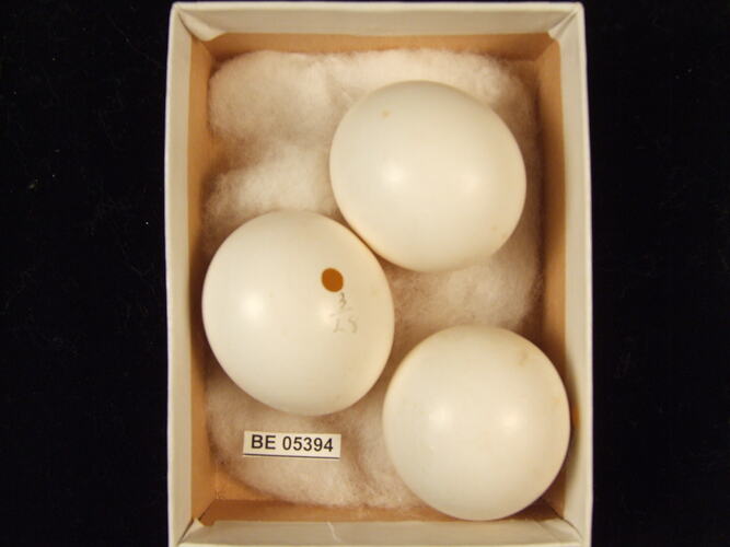 Three bird eggs with specimen label in box.