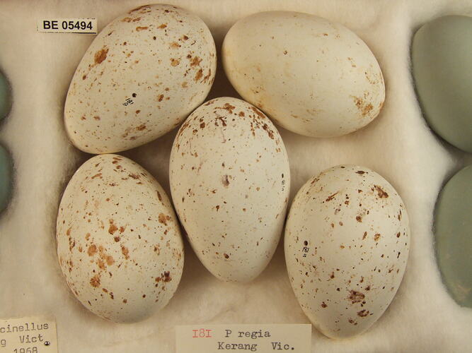 Five bird eggs with specimen label in box.