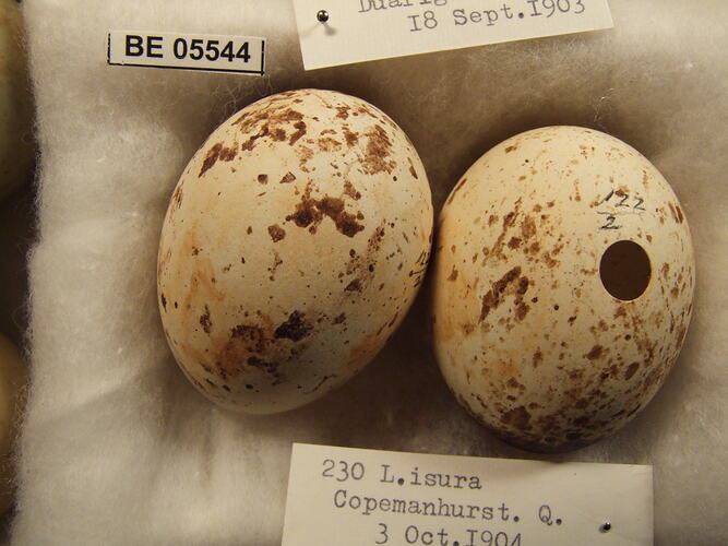 Close up of two bird egg and specimen labels.
