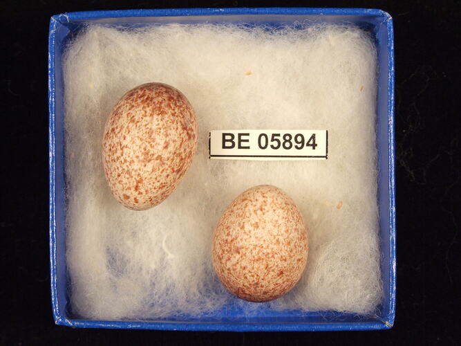 Two bird eggs with specimen label in box.