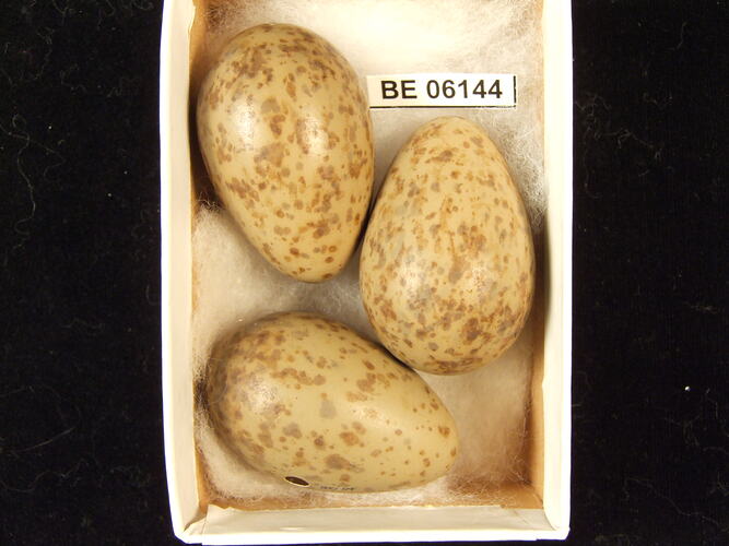 Three bird eggs with specimen label in box.