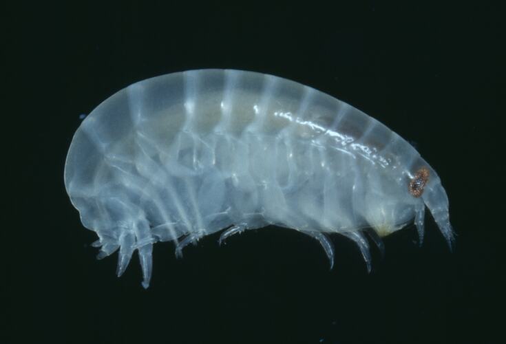 Side view of white amphipod on black background.
