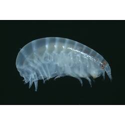 Side view of white amphipod on black background.
