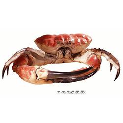 Crab beside scale bar, front view.