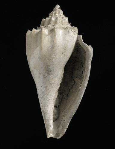 Aperture view of fossil volute gastropod shell.