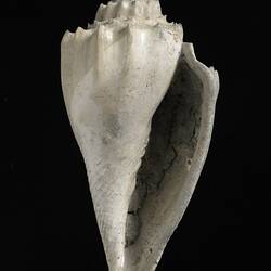 <em>Ternivoluta antiscalaris</em> (McCoy, 1866)