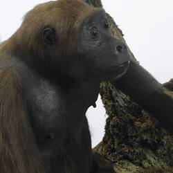 Close up of mounted gorilla specimen.