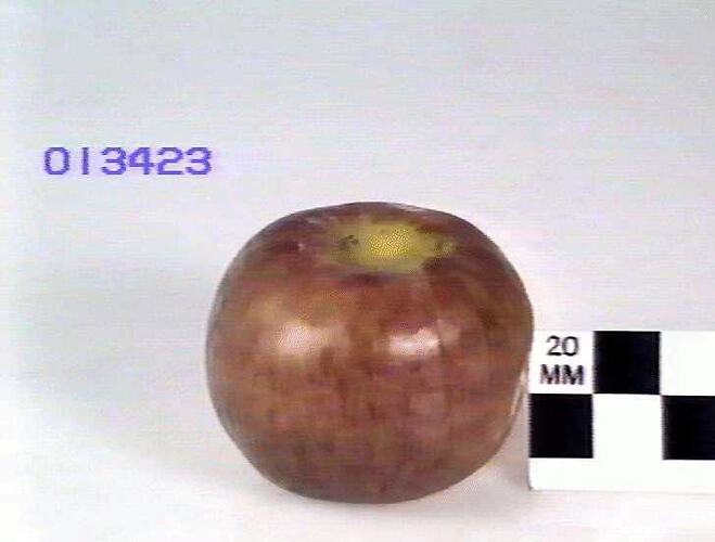 Apple Model - Cellin, Hazelglen, Victoria, 1875