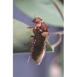 Brown insect with yellowish patches on a leaf.