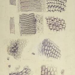 Various anascan bryozoans. Drawing.