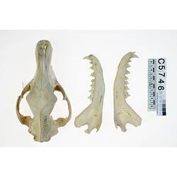 Thylacine lower jaws, lateral views, beside skull, dorsal view.
